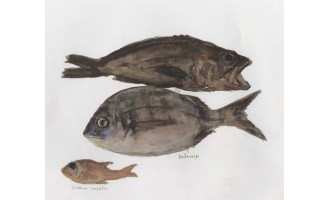Soutoglou Evanthia